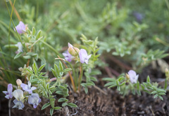 Astragalus vexilliflexus