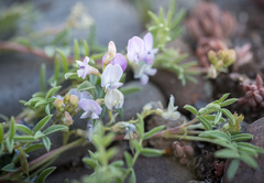Astragalus vexilliflexus