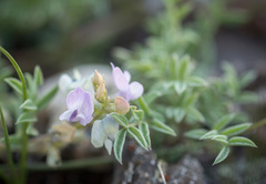 Astragalus vexilliflexus
