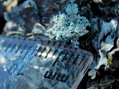 Physconia subpallida