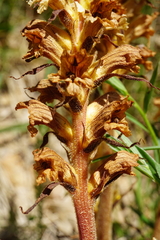 Orobanche lutea