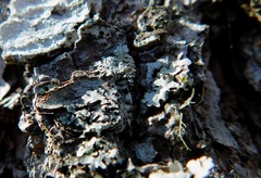 Physconia subpallida