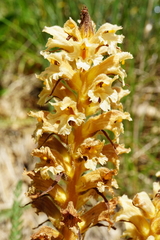 Orobanche lutea