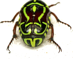 Eupoecila australasiae