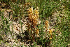 Orobanche lutea