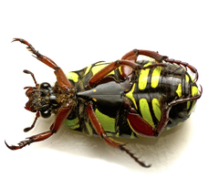 Eupoecila australasiae