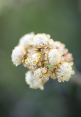 Antennaria anaphaloides