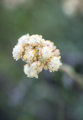 Antennaria anaphaloides
