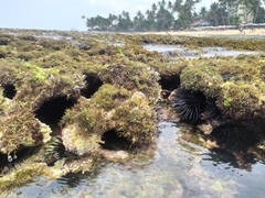 Stomopneustes variolaris