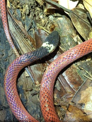 Drepanoides anomalus