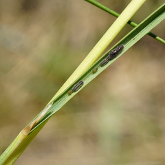 Dermestidae