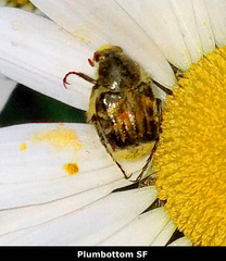 Trichiotinus affinis
