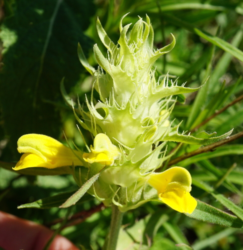 Image of Melampyrum barbatum by (c) Patrick Hacker, some rights reserved (CC BY)