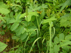 Sanguisorba canadensis
