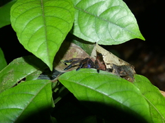 Ephebopus cyanognathus