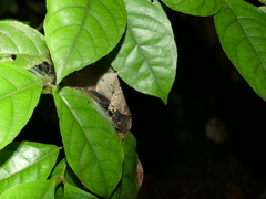 Ephebopus cyanognathus