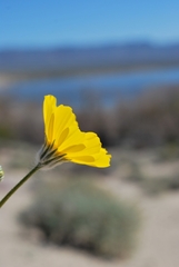 Geraea canescens