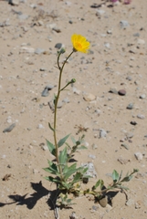 Geraea canescens
