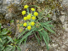 Bupleurum americanum