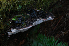 Heterobasidion annosum