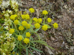 Bupleurum americanum
