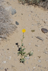 Geraea canescens