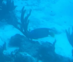 Holacanthus ciliaris