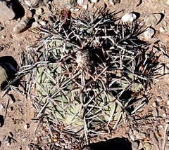 Echinocactus horizonthalonius