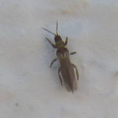 Thripidae