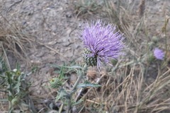 Cirsium undulatum