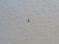 Thripidae