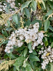 Tarchonanthus littoralis