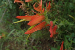 Castilleja patriotica