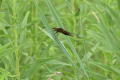 Libellula luctuosa
