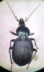 Sphaeroderus stenostomus