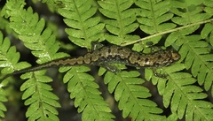 Desmognathus carolinensis