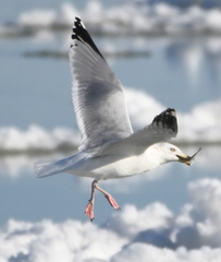 Larus argentatus