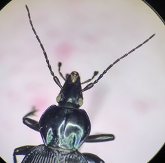 Sphaeroderus stenostomus