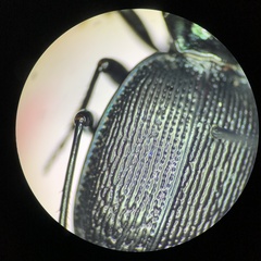 Sphaeroderus stenostomus