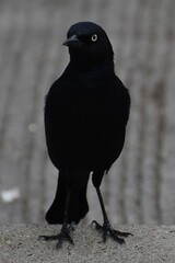 Euphagus cyanocephalus