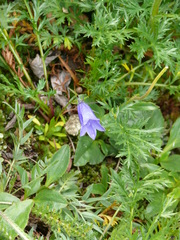 Campanula lasiocarpa