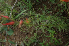 Castilleja patriotica
