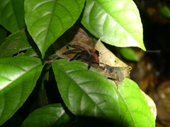 Ephebopus cyanognathus