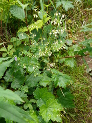 Heuchera glabra