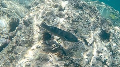 Halichoeres notospilus