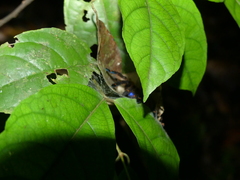 Ephebopus cyanognathus