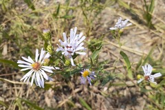 Symphyotrichum ascendens