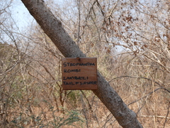 Strophanthus kombe