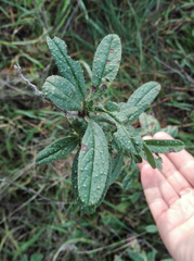 Echium rosulatum