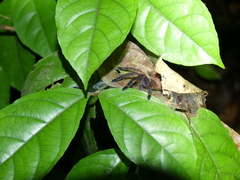 Ephebopus cyanognathus